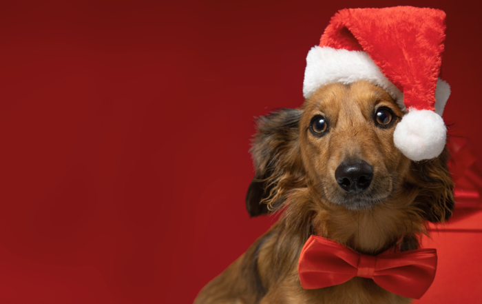 Dachshund sitting in front of a Christmas gift wearing a Santa hat and bow tie