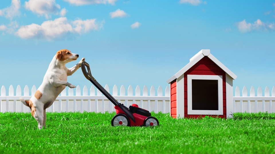 Dog mowing the lawn